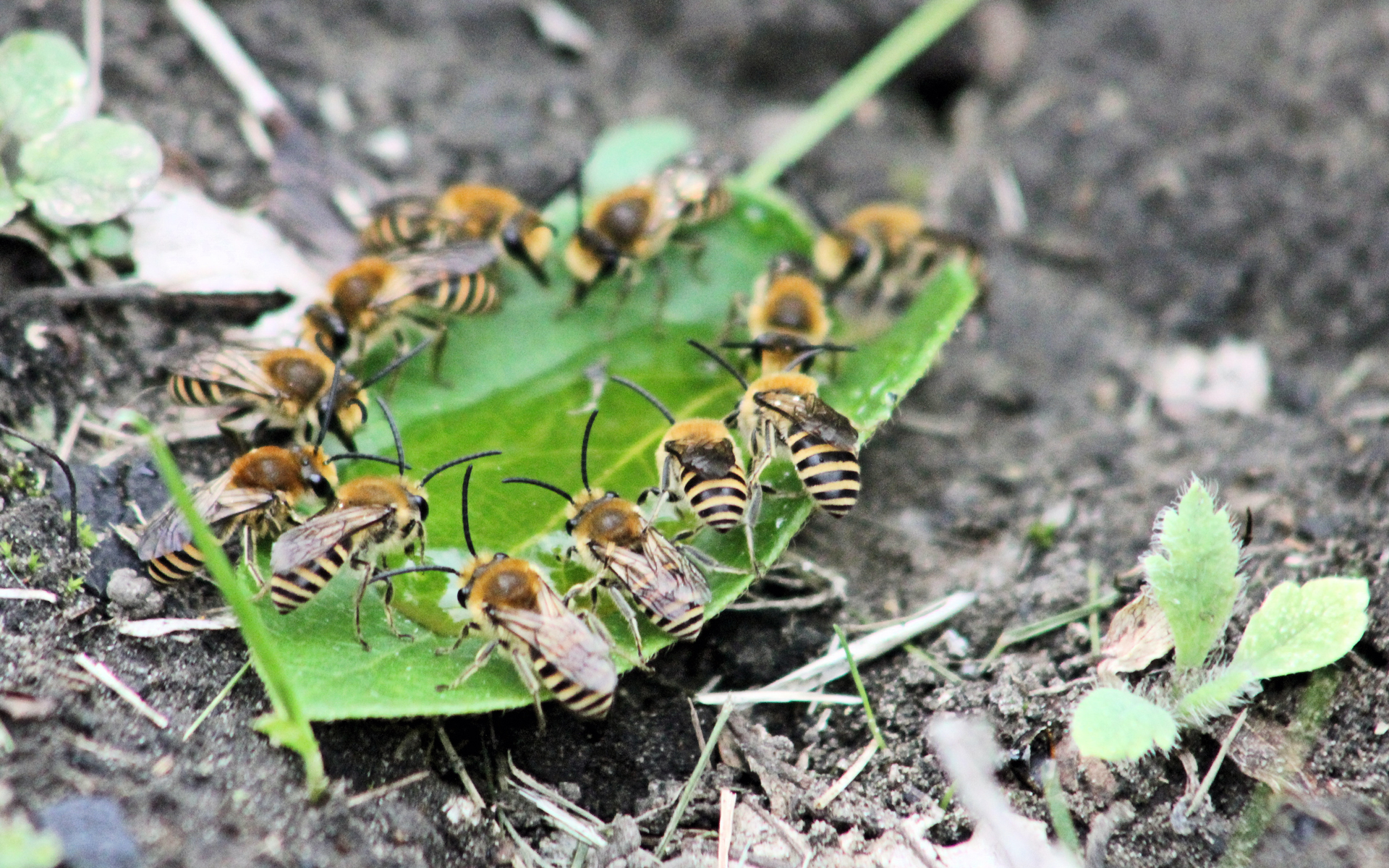 Colletes hederae - Crédit : Kate Russell - Flickr