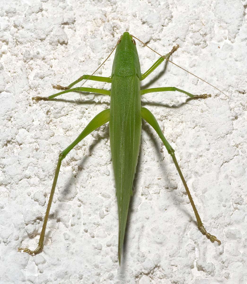 Conocéphale gracieux  - credit Atelier nature