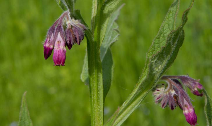 Consoude-officinale-crédit-Bernard-Deman