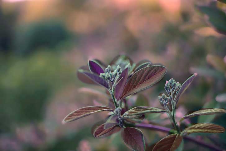 Cotonéastre laineux (crédits J Françoisrenard)