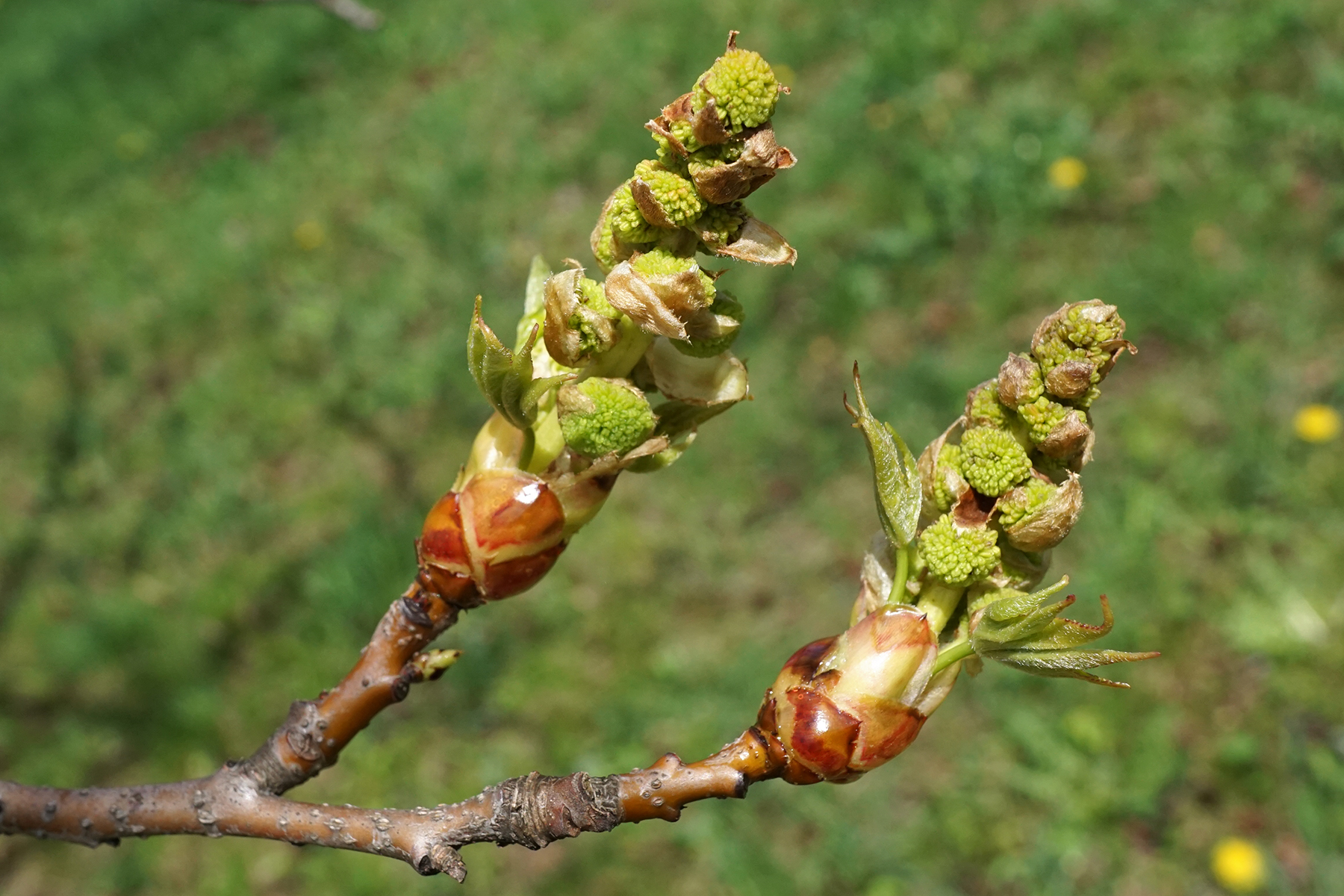 Copalme,châtons mâles. Crédits : Plant Image Library - Flickr