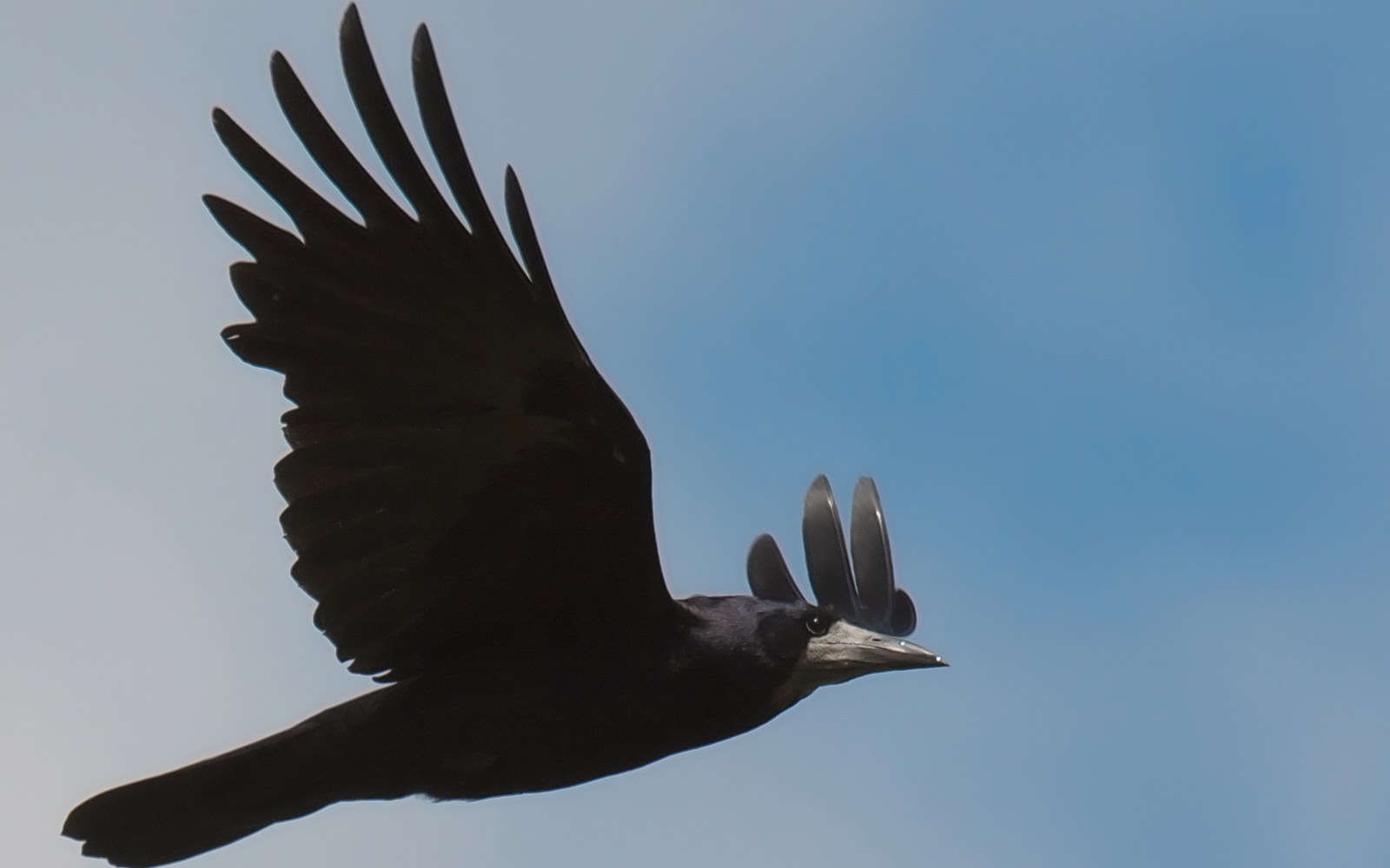 corbeau-freux- credit stefan-berndtsson