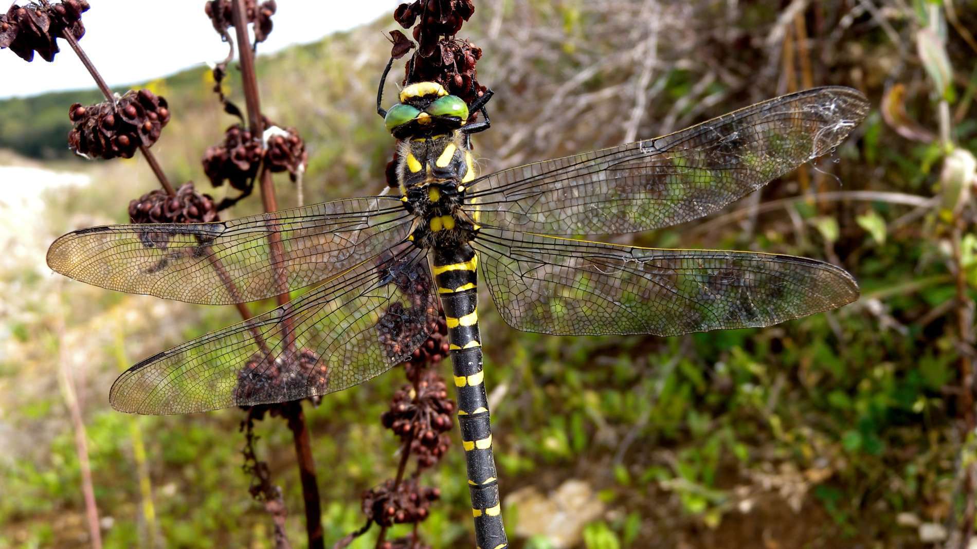 Cordulégastre annelé  (crédits: GIPE25_ flickr)