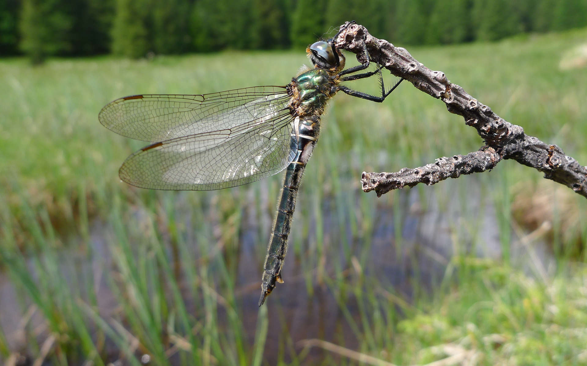 Cordulie alpestre (Crédits: Eric Durand - Flickr)