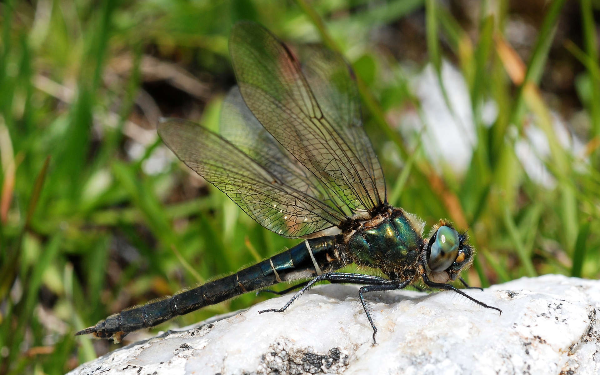 Cordulie alpestre (Crédits: Gilles San Martin - Flickr)