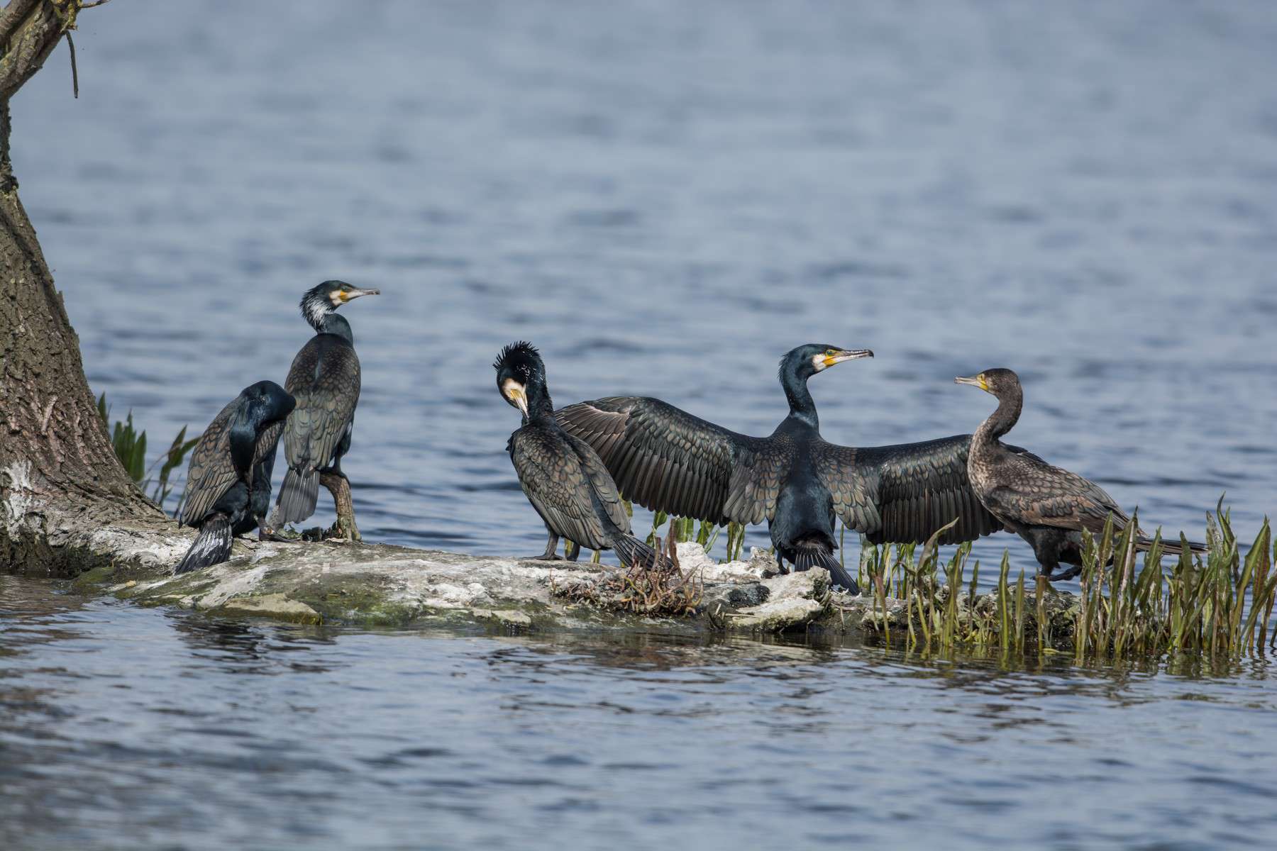 Grand cormoran - Crédit: Jerôme Boisard