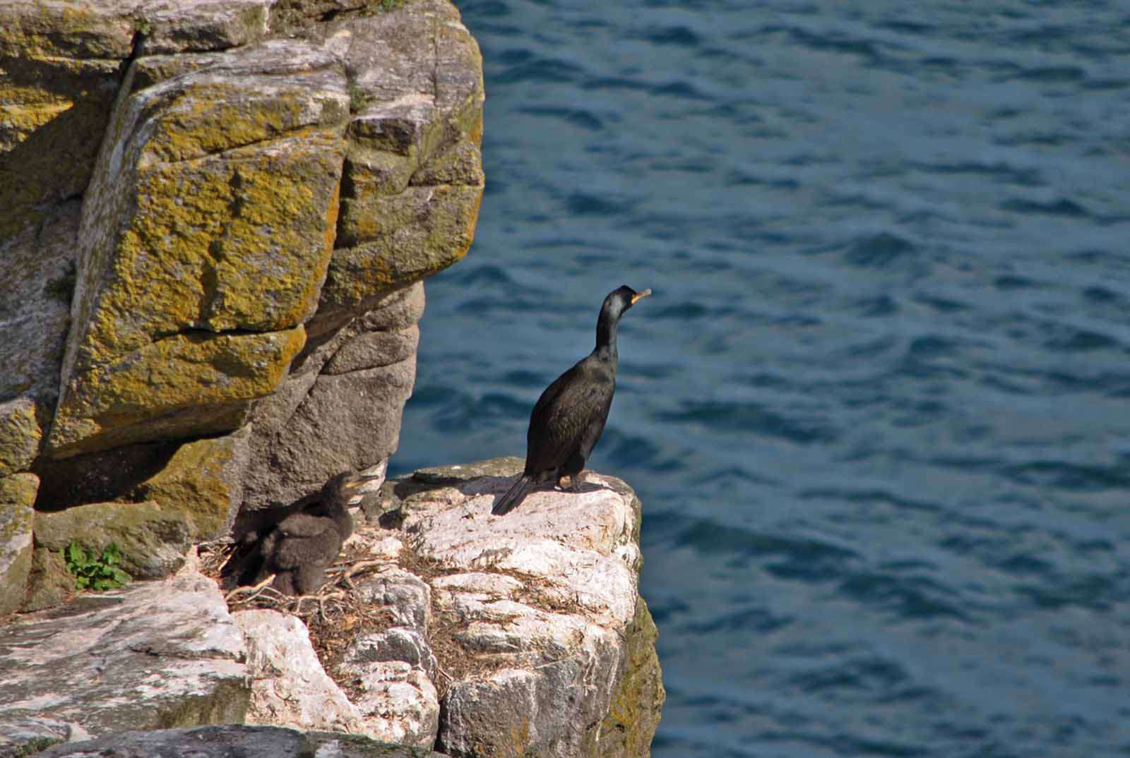 Cormoran huppé - Crédit: photothèque Bretagne Vivante-sepnb