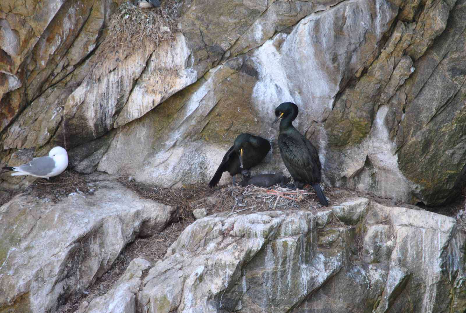 Cormoran huppé - Crédit: photothèque Bretagne Vivante-sepnb