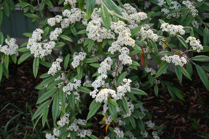 Cotonéastre à feuilles de saule (crédits Sten Porse)