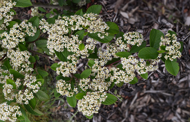 Cotonéastre laineux (crédits Lacteurs B)