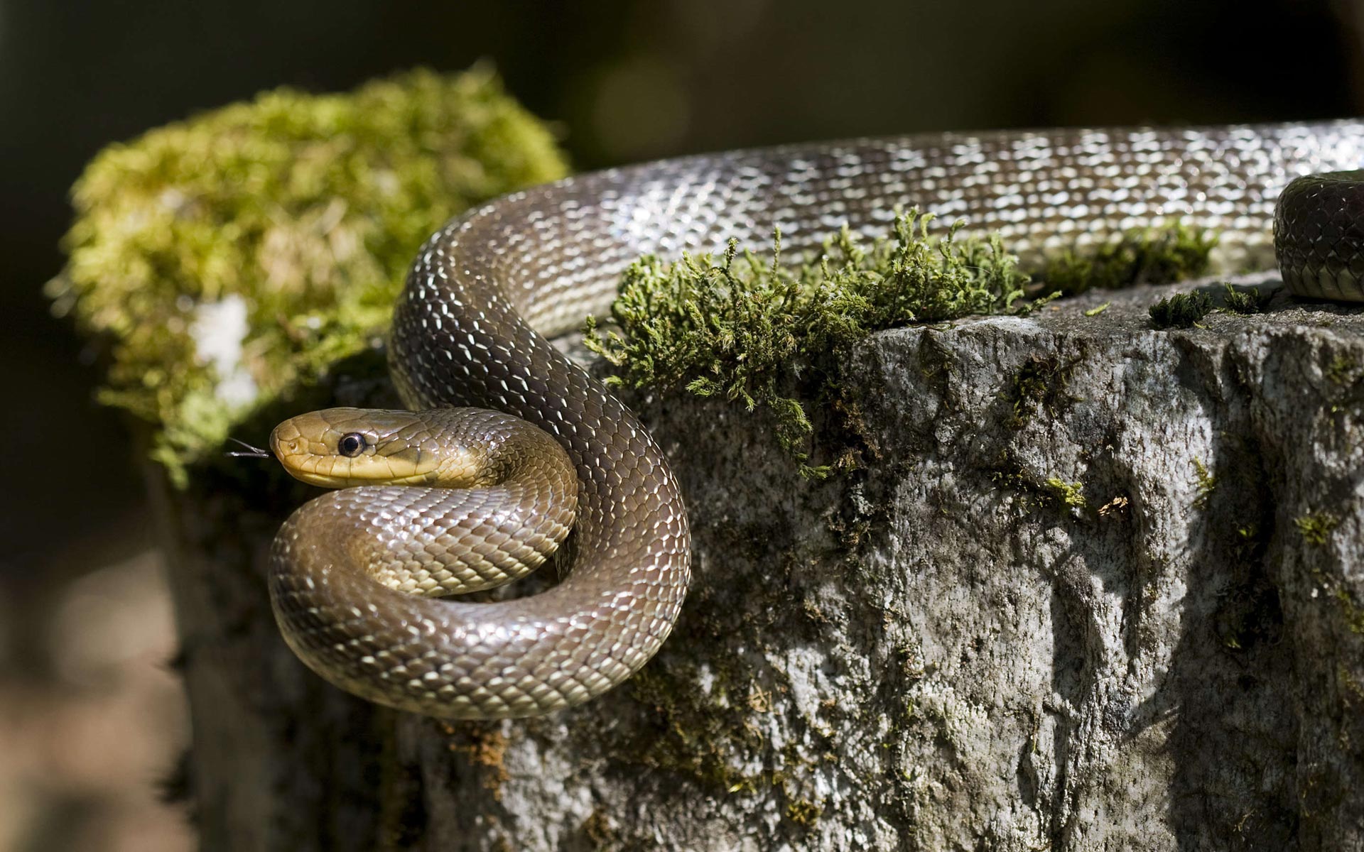 Couleuvre d'Esculape - Zamenis longissimus