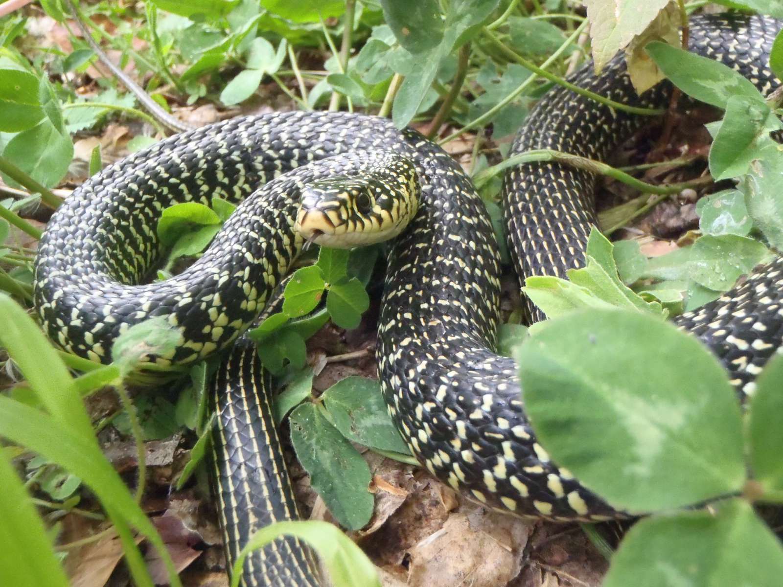 Couleuvre verte et jaune