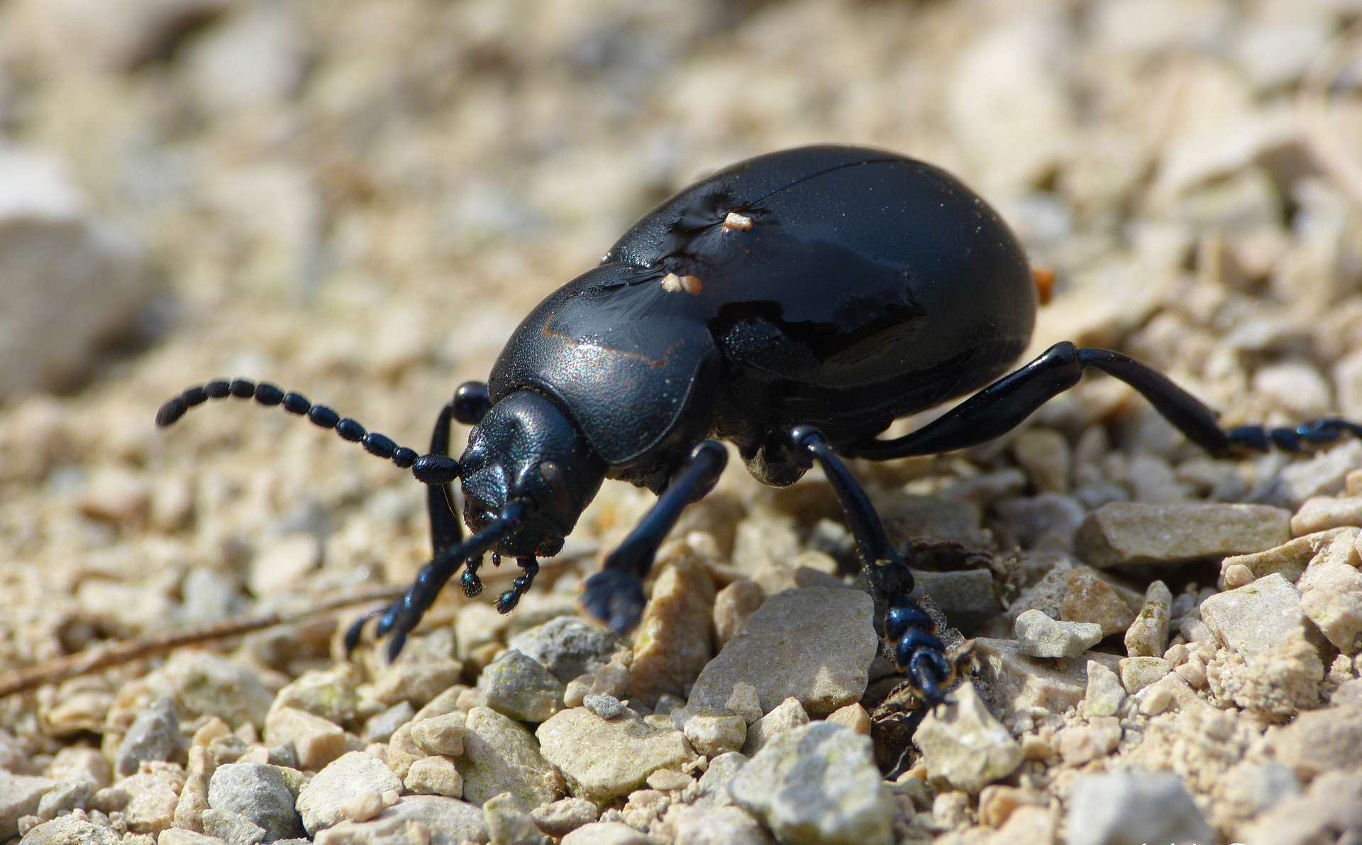 Crache-sang (Timarcha tenebricosa), un coléoptère aux élytres soudées © Mathilde Poussin