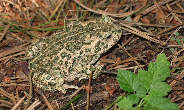 Crapaud calamite (Crédits : Laurent Lebois)