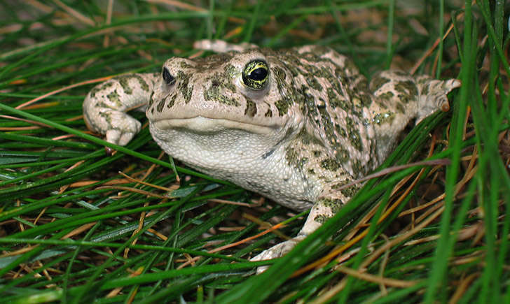 Crapaud calamite (Crédits : Laurent Lebois)