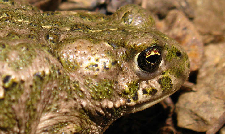 Crapaud calamite (Crédits : Laurent Lebois)