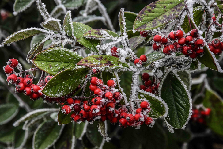 Cotonéastre laineux (crédits Jeremywidgery551)