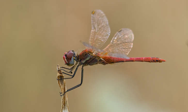 Crocothemis erythraea (Crédits: Carmelo pecina)