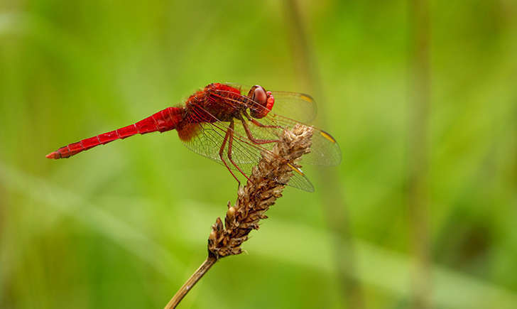 Crocothemis erythraea (Crédits: Frank Vassen)