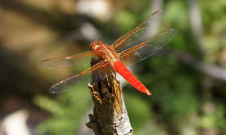 Crocothemis erythraea (Crédits: Sergio niebla)