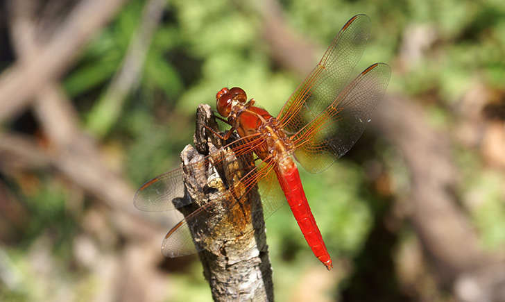 Crocothemis erythraea (Crédits: Sergio niebla)