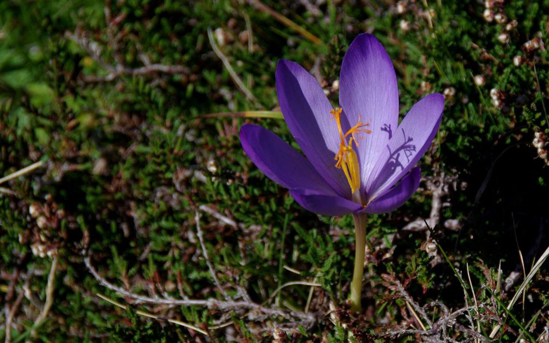 Crocus d'automne (Crédits: PierreG_09 -Flickr)