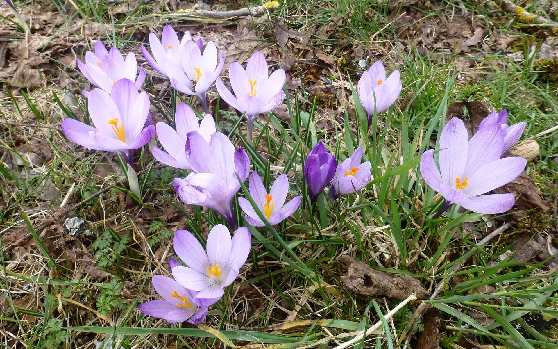 Crocus de printemps (Crédits: nociveglia - Flickr)