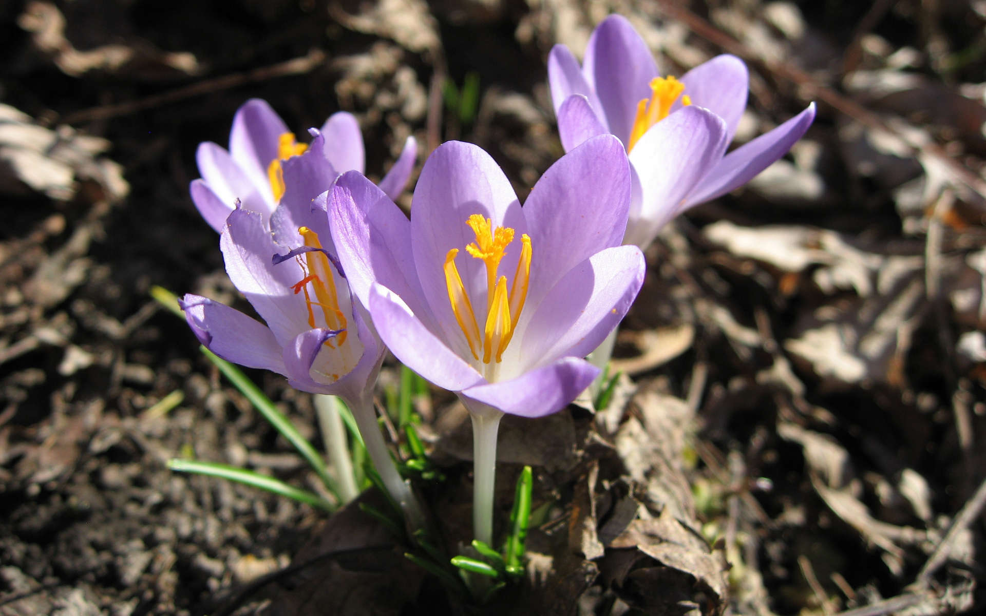 Crocus de Tommasini (Crédits: beautifulcataya - Flickr)