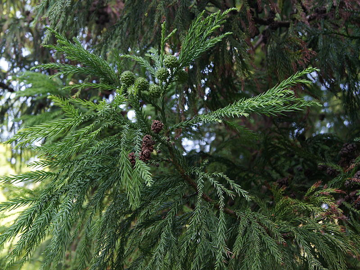 Cryptomeria du Japon (crédits Jebulon)