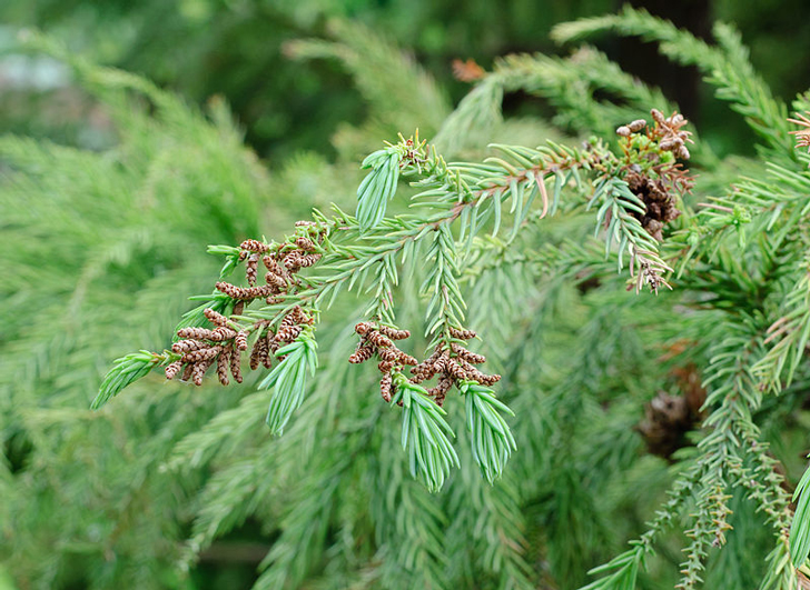 Cryptomeria du Japon (crédits MrPanygoff)