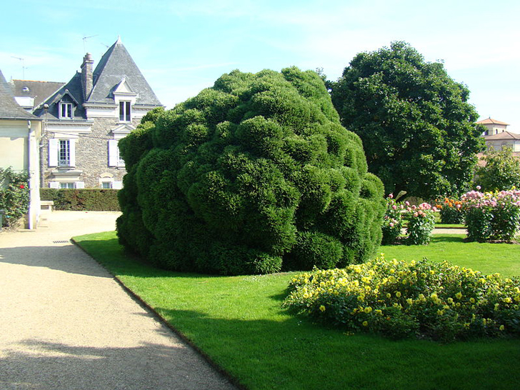 Cryptomeria du Japon (crédits Abujoy)