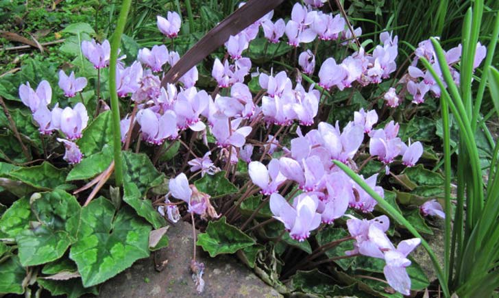 Cyclamen-de-Naples-crédit-Leonora-(Ellie)-Enking