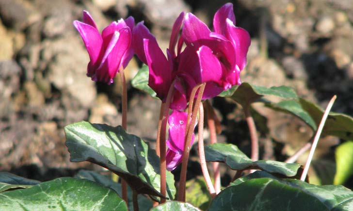 Cyclamen-de-Naples-crédit-peganum