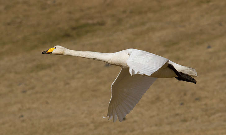 Cygne chanteur (Crédits: óskar elías sigurðsson)