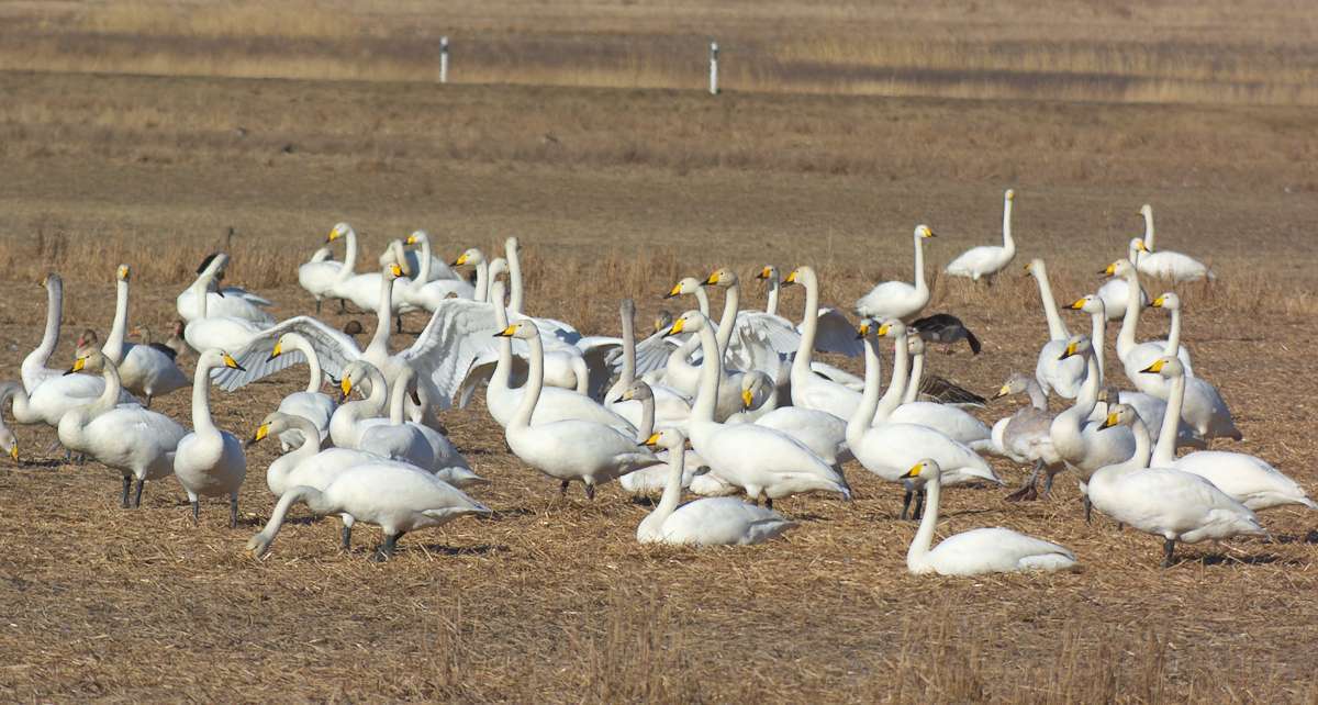 Cygne chanteur (Crédits: Stefan Berndtsson)