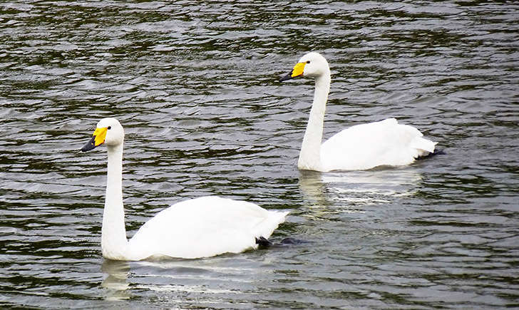 Cygne chanteur (Crédits: Stéphanie Ritz)