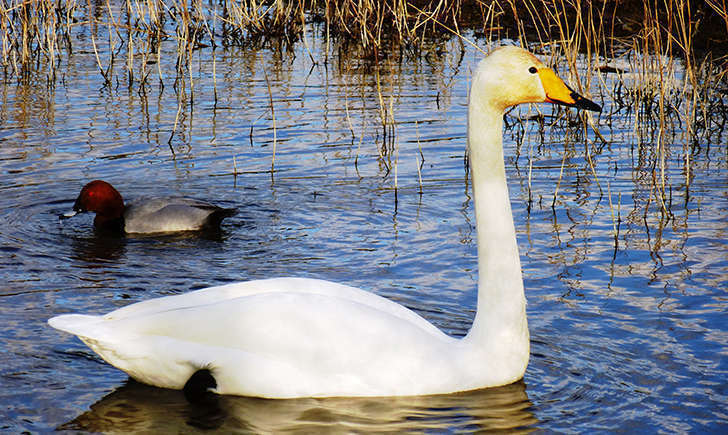 Cygne chanteur (Crédits: Stéphanie Ritz)