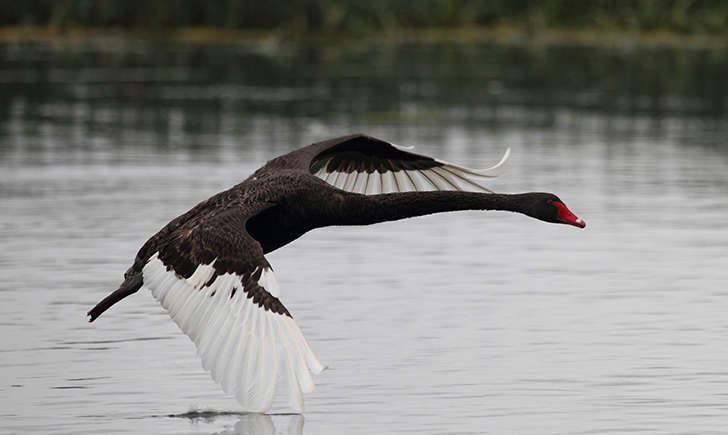 Cygne noir (Crédits: Ed Dunens - flickr)