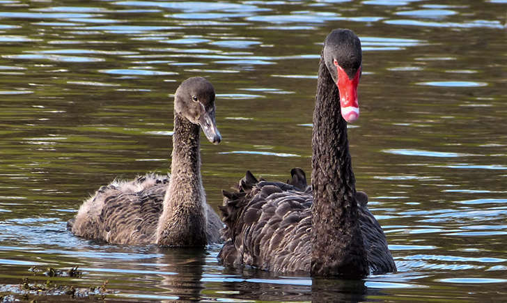 Cygne noir (Crédits: Sid Mosdelle - flickr)