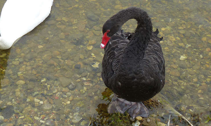 Cygne noir (Crédits: Stéphanie Ritz)