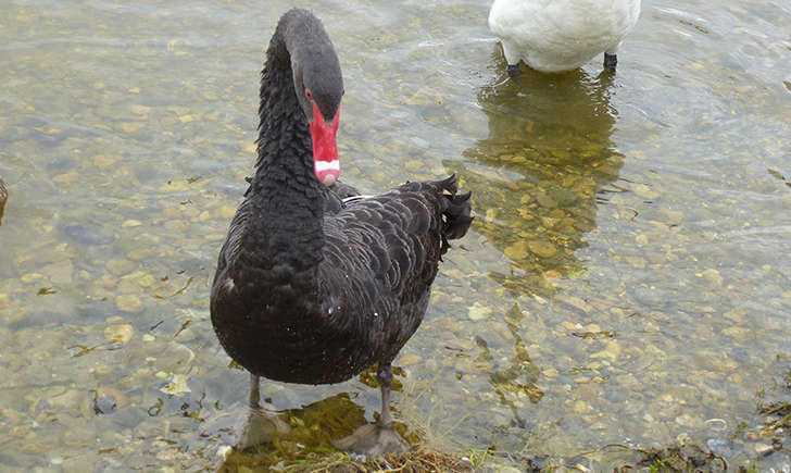 Cygne noir (Crédits: Stéphanie Ritz)