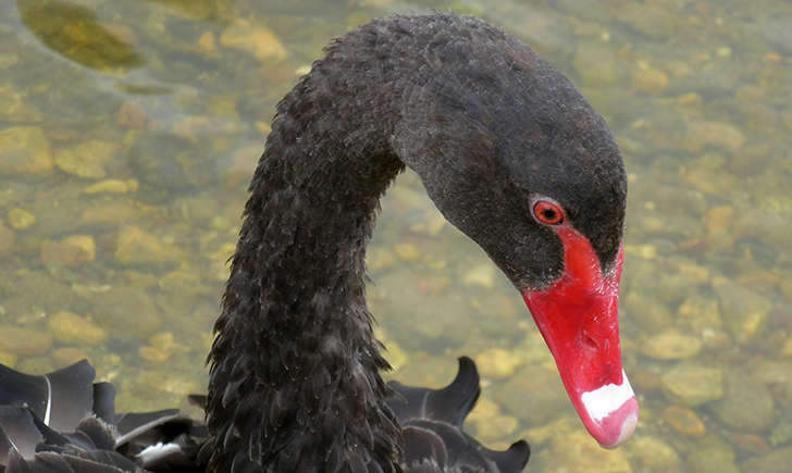 Cygne noir (Crédits: Stéphanie Ritz)