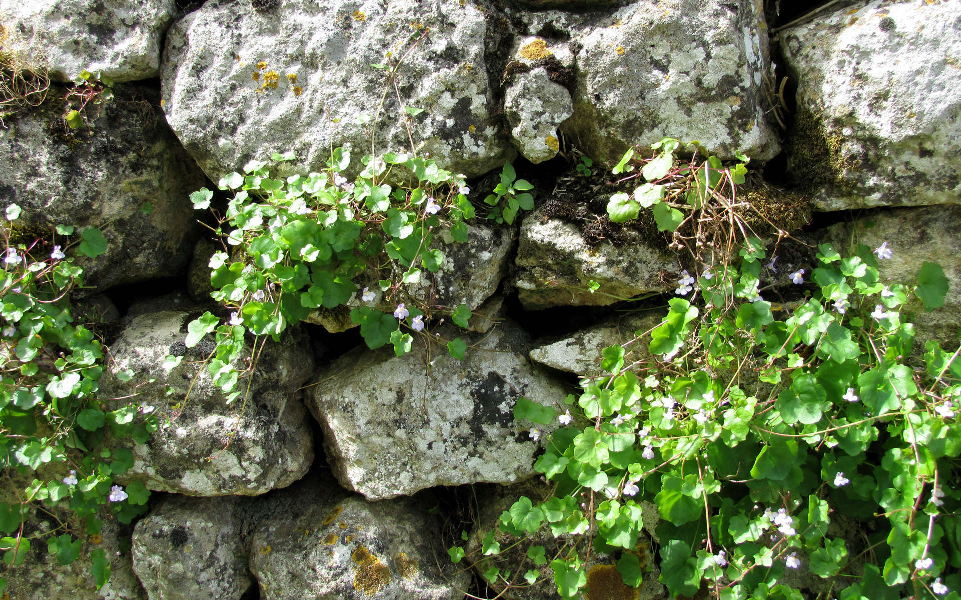 Cymbalaire des murs (Crédits: Luc Coekaerts - Flickr)