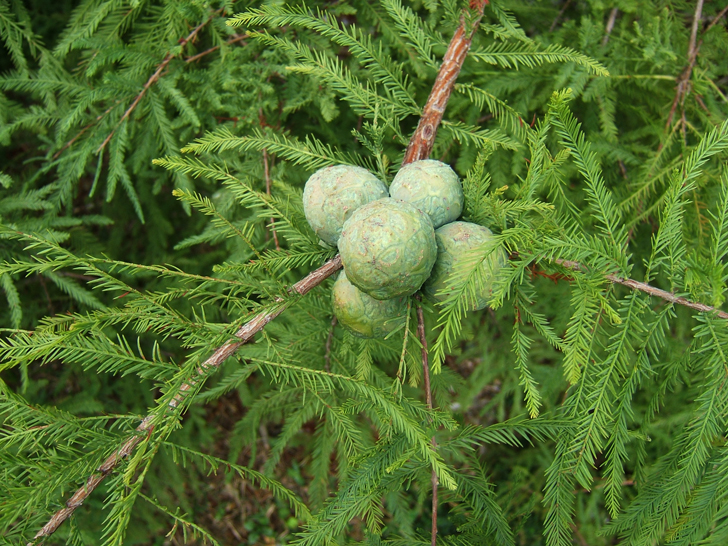 Cyprès chauve (crédits Sciadopitys)