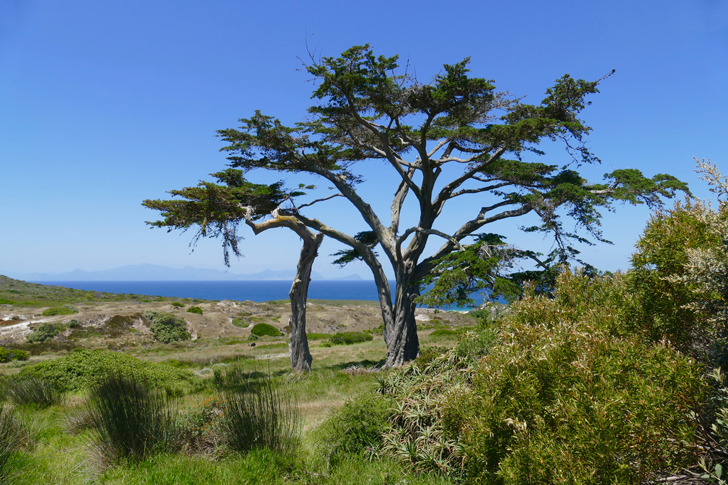 Cyprès Lambert (crédits Bernard Dupont)