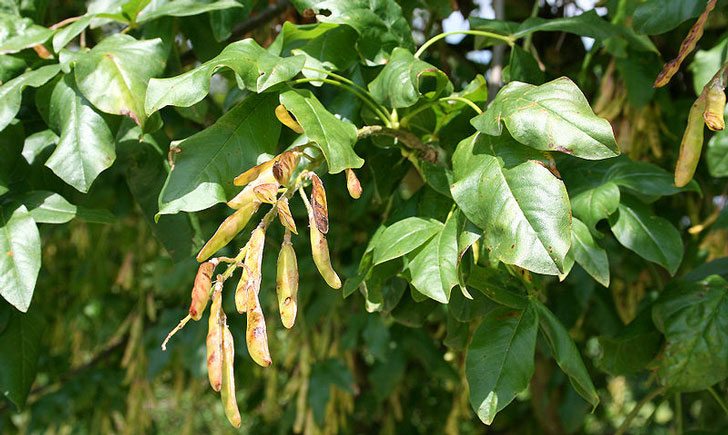 Laburnum alpinum (crédit: J. P. Grandmont)