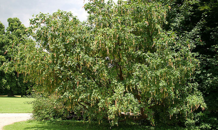 Laburnum alpinum (crédit: J. P. Grandmont)