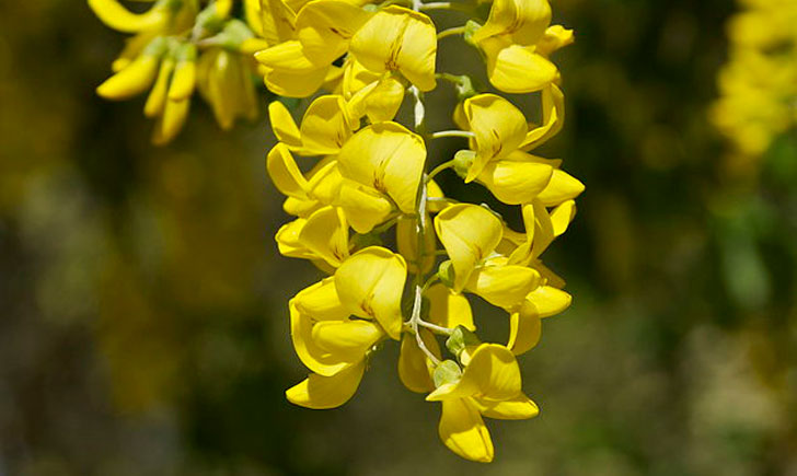 Laburnum alpinum (crédit: Jebulon)