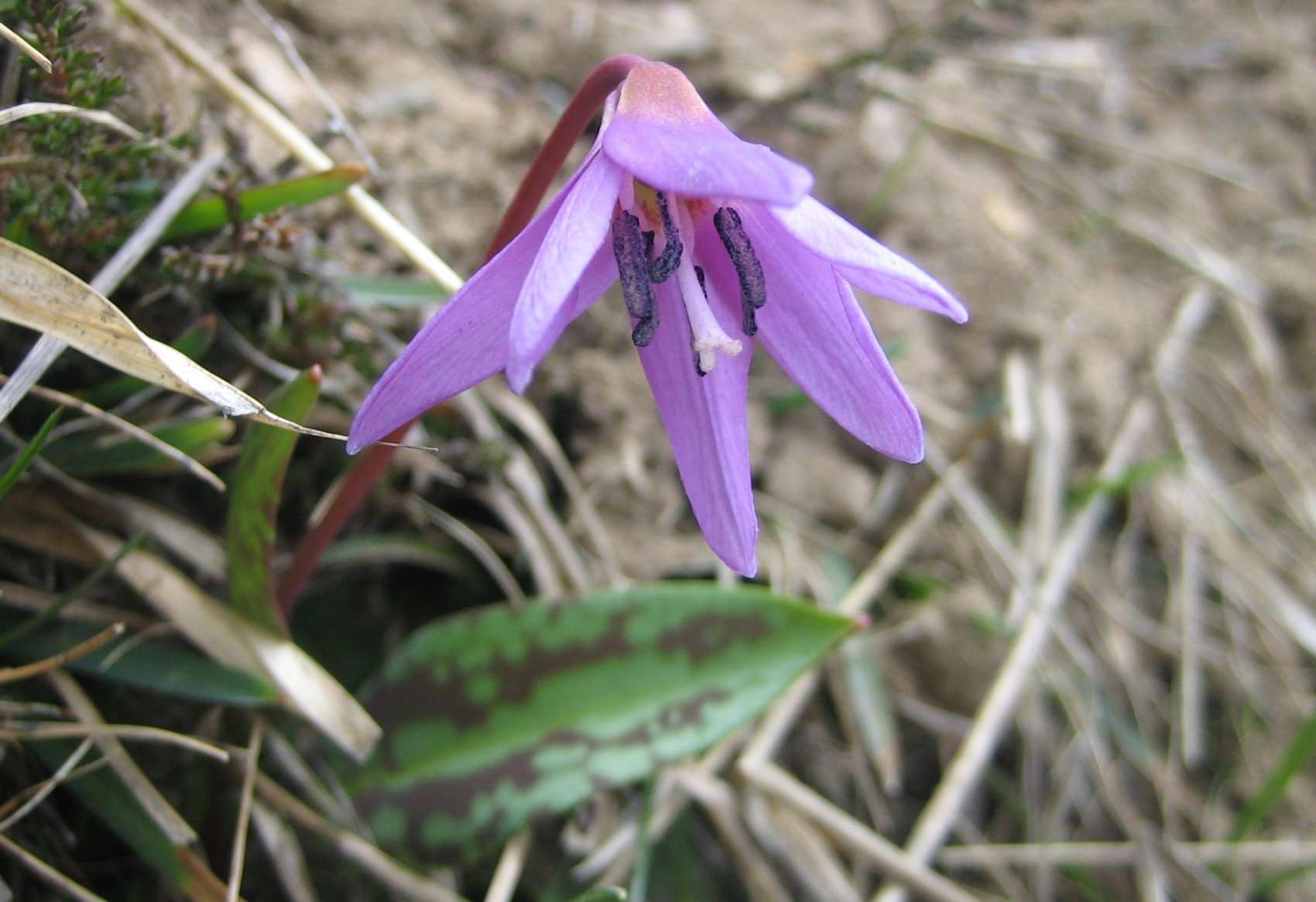 Erythrone dent-de-chien (crédits: evelyne Liauzun)