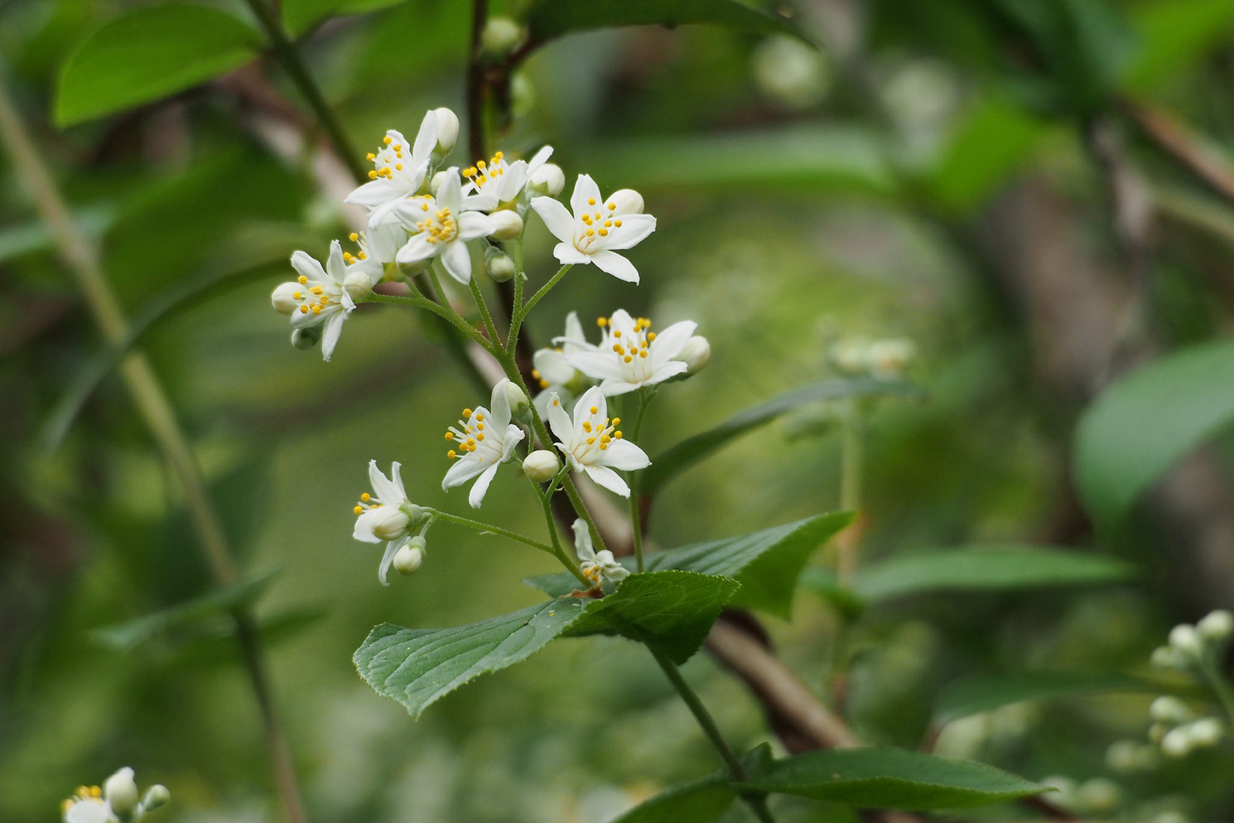 Deutzia rude, rameau fleuri. Crédits : Harum.koh - Flickr